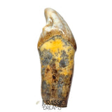 S238 - Gem Grade Huge Ice Age Cave Bear (Ursus spelaeus) Pre-Canine Tooth