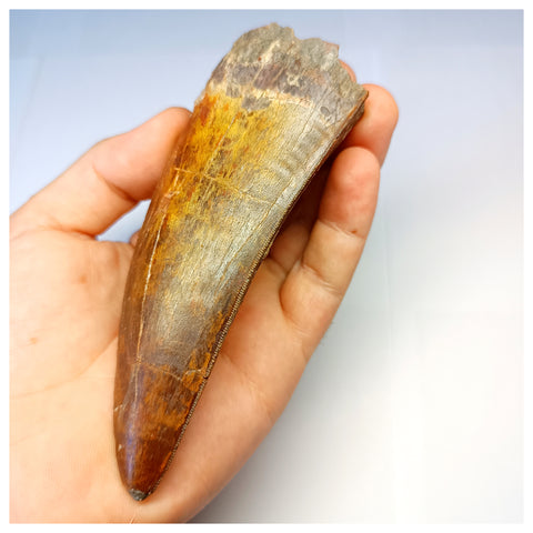 1315 - Investment Grade 12,6cm Carcharodontosaurus saharicus Dinosaur Tooth - Cretaceous KemKem Beds