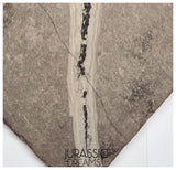 S289 - Interesting Genuine Partially disarticulated Keichousaurus hui skeleton Early Triassic Marine Reptile