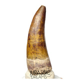 S367 - Huge Killer Suchomimus tenerensis Spinosaurid Dinosaur Tooth - VISIBLE CARINA