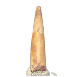 S487 - Nicely Preserved Ornithocheirid Pterosaur Tooth (cf Ornithocheirus sp) - Cretaceous Elrhaz Fm