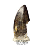J425 - Tyrannosaur Dinosaur Tooth - Nanotyrannus sp - Late Cretaceous - Hell Creek Fm