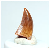 1202 - Gem Grade Juvenile Carcharodontosaurus saharicus Dinosaur Tooth