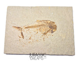 S323 - Nicely Preserved Association of 2 "Diplomystus dentatus" Fossil Fishes - Eocene Age from USA