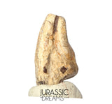 J302 - Top Rare Unidentified Theropod Dinosaur Claw - Lower Cretaceous Elrhaz Fm