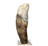 S357 - Nicely Preserved Huge Ice Age Cave Bear (Ursus spelaeus) Pre-Canine Tooth