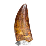 20042 - Gem Grade Carcharodontosaurus saharicus Dinosaur Tooth IN CATAWIKI AUCTION NOW