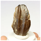 1307- Exceedingly Rare Unidentified Basal Iguanodontian Dinosaur Tooth - Cretaceous Elrhaz Fm