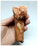 1145- Rare Cretaceous Azhdarchid Pterosaur Metacarpal Bone KemKem Beds