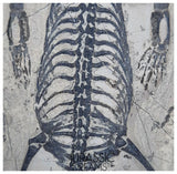 S230 - Nicely Preserved Keichousaurus hui Early Triassic Marine Reptile