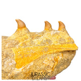 S265 - Beautiful Halisaurus arambourgi (Mosasaur) Partial Right Maxillary - Late Cretaceous