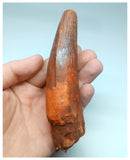 1049 - Massive Rooted Spinosaurus aegyptiacus 5.11'' Dinosaur Tooth