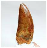 1006 - Gem Grade Large Carcharodontosaurus saharicus 3.14'' Dinosaur Tooth