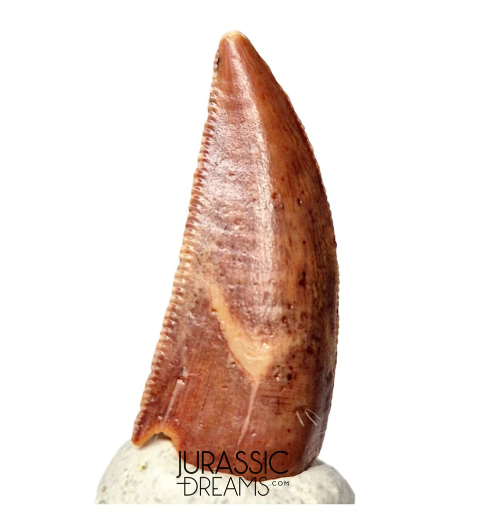 S128 - Gem Grade Abelisaurid (cf Rugops sp) Dinosaur Tooth - Cretaceous KemKem Beds