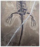 S227 - Large & Nicely Preserved Keichousaurus hui Early Triassic Marine Reptile