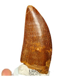 J498 - Nicely Preserved Large Carcharodontosaurus saharicus Dinosaur Tooth - Cretaceous KemKem Beds