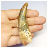 1308 - Large Suchomimus tenerensis Spinosaurid Dinosaur Tooth - Cretaceous Elrhaz Fm