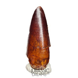 S151 - Nicely Preserved Partial Red Spinosaurus aegyptiacus Dinosaur Tooth