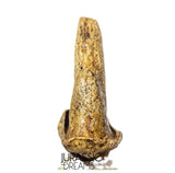 S376 - Amazing Huge Ice Age Cave Bear (Ursus spelaeus) Claw - Upper Pleistocene