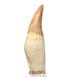 S254- Finest Grade Gavialimimus almaghribensis (Rare Mosasaur species) Rooted Tooth - Late Cretaceous
