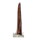 S110 - Gem Grade Carcharodontosaurus saharicus Dinosaur Tooth