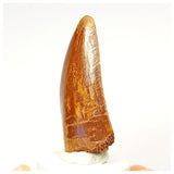 1337 - Nicely Preserved Carcharodontosaurus saharicus Dinosaur Tooth