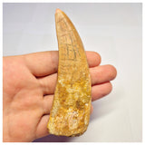 1372 - Huge Rooted Carcharodontosaurus saharicus Dinosaur Tooth - Cretaceous KemKem Beds