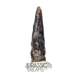 J196 - Top Rare Killer Theropod (cf Alvarezsaurid) Dinosaur Manus Claw - Lower Cretaceous Elrhaz Fm