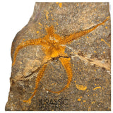 S325 - Nicely Preserved Ordovician Aged Brittle Star (Ophiura sp)