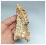 1179 - Museum Grade  Undescribed Pseudosuchia "Dog-faced Crocodile" Left Maxillary