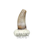 S70 - Exceedingly Rare Paronychodon caperatus (Troodontid Theropod) Dinosaur Tooth - Lance Fm