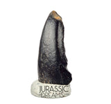 J140 - Top Rare Alvarezsaurid Theropod Dinosaur Claw - Lower Cretaceous Elrhaz Fm