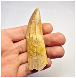 1386 - Rare Rooted Carcharodontosaurus saharicus Dinosaur Tooth - Cretaceous KemKem Beds