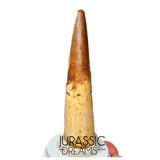 S231 - Large Rooted Spinosaurus aegyptiacus Dinosaur Tooth - Cretaceous KemKem Beds