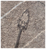 S124 - Superb Top Quality Juvenile Baby Keichousaurus hui Early Triassic Marine Reptile