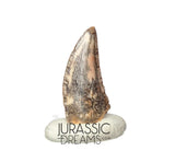 S187 - Gem Grade Abelisaurid (cf Rugops sp) Dinosaur Tooth - Cretaceous KemKem Beds