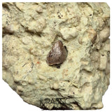 S134 - Exceedingly Rare Oldest Thyreophoran Dinosaur Tooth (Likely cf Spicomellus or Adratiklit) - El Mers Fm