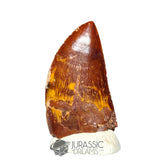 20312 - Gem Grade Carcharodontosaurus saharicus Dinosaur Tooth