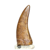 20121- Museum Grade Afrovenator abakensis Megalosaurid Dinosaur Tooth Jurassic Tiouraren Fm IN CATAWIKI AUCTION NOW
