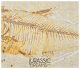 S271 - Nicely Preserved "Diplomystus dentatus" Fossil Fishs - Eocene Age from USA