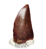 S132 - Gem Grade Carcharodontosaurus saharicus Dinosaur Tooth - KemKem Beds