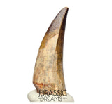 S189 - Nicely Preserved Sarcosuchus imperator Crocodile Tooth - Lower Cretaceous Elrhaz Fm