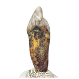 S242 - Nicely Preserved Huge Ice Age Cave Bear (Ursus spelaeus) Incisor Tooth