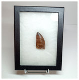 1015 - Gem Grade Carcharodontosaurus saharicus 2.36'' Dinosaur Tooth KemKem