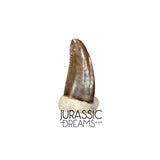 S103 - Top Rare Dromaeosaurid Raptor Theropod Dinosaur PREMAXILLARY Tooth - Judith River Fm