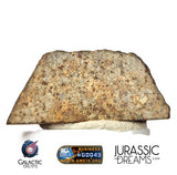 J326 -  "MONEGROS" Rare Historical Spanish Meteorite - 5,27g Thick Crusted Slice - Ordinary Chondrite L5