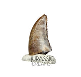 S91 - Nicely Preserved Dromaeosaurid Raptor Theropod Dinosaur Tooth - Judith River Fm