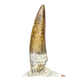 S62 - Finest Quality Suchomimus tenerensis Spinosaurid Dinosaur Tooth