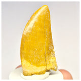 1410 - Nicely Preserved Carcharodontosaurus saharicus Dinosaur Tooth