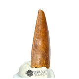 20203 - Unusual Large Abelisaurid Dinosaur Tooth - Cretaceous KemKem Beds